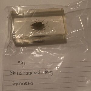 Shield- backed bug - Indonesia